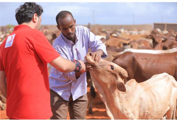 Qurbani Donation Worldwide